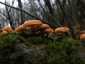 Téli fülőke (Flammulina velutipes), Budai-hegység